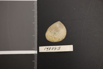 Media type: image;   Malacology 148885 Description: Preserved specimen.;